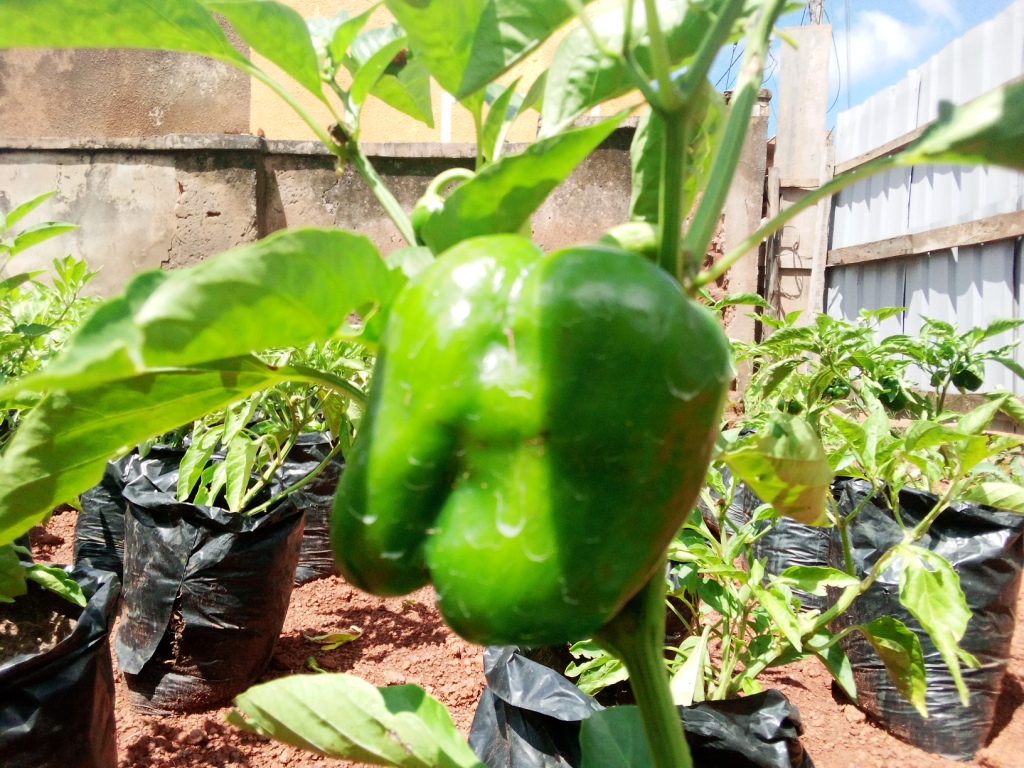 Livelihood Empowerment